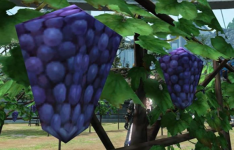 最终幻想XIV玩家进入哀悼因为补丁6.01消除了块状葡萄